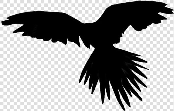 Flying Bird Png With Transparent Background   Flying Parrot Png  Png DownloadTransparent PNG