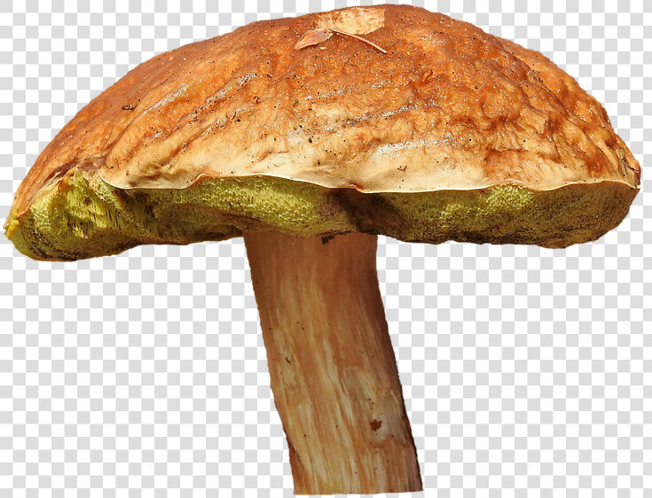 Mushroom  Tube Mushroom  Brown Cap  Forest Mushroom   Grzyb Png  Transparent PngTransparent PNG