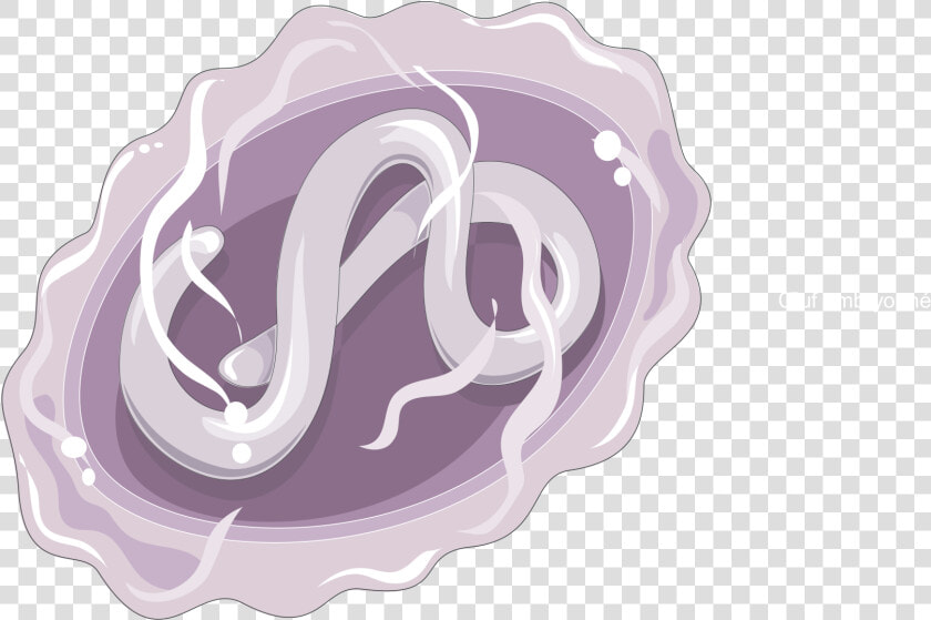 Ascaris Lumbricoïdes Egg With Larva   Ascaris Lumbricoides Png  Transparent PngTransparent PNG