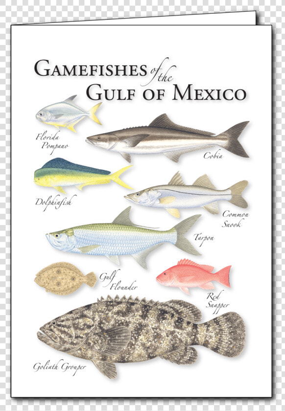 Gulf Flounder  HD Png DownloadTransparent PNG