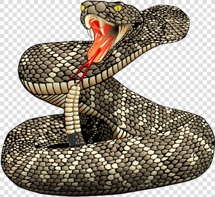 Rattle Snakes   Png Download   Realistic Snake Clipart  Transparent PngTransparent PNG