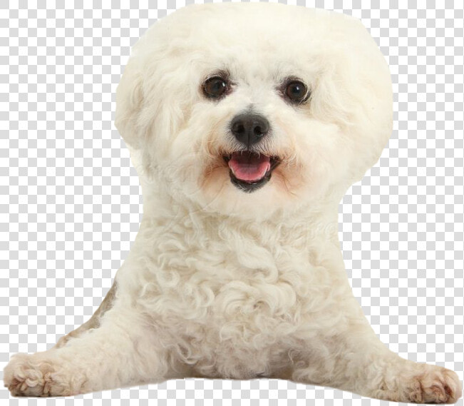 White Poodle Png Clipart   Poodle Png  Transparent PngTransparent PNG