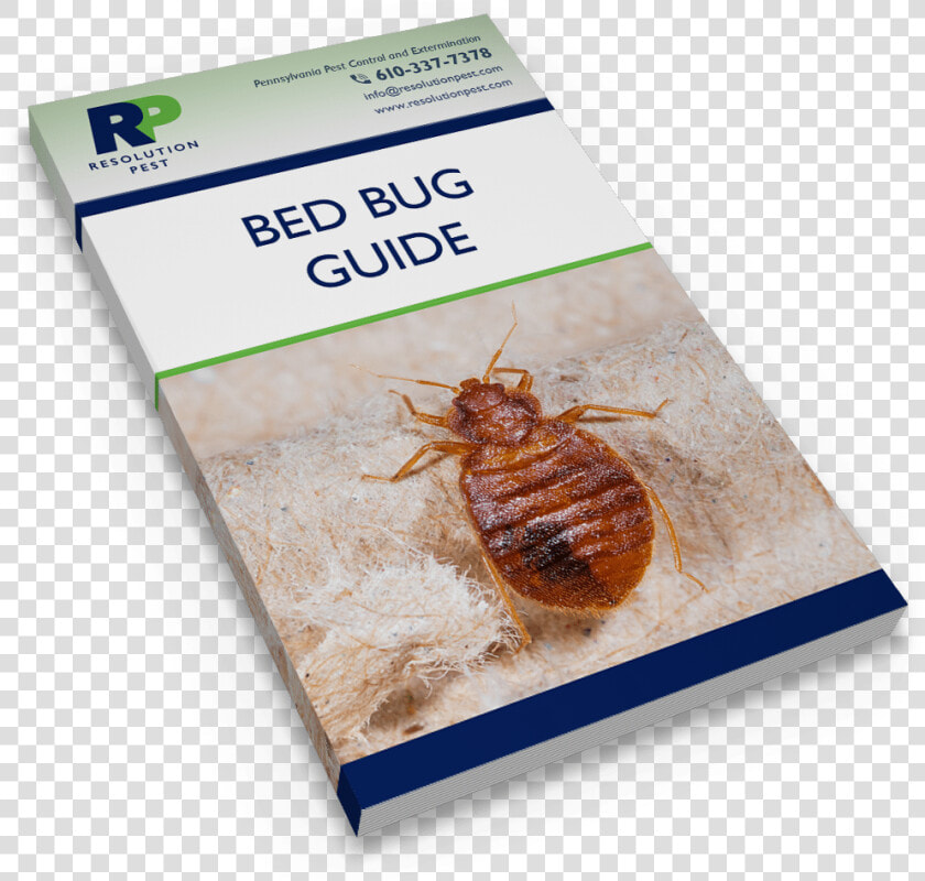 Transparent Bed Bug Png   Cockroach  Png DownloadTransparent PNG