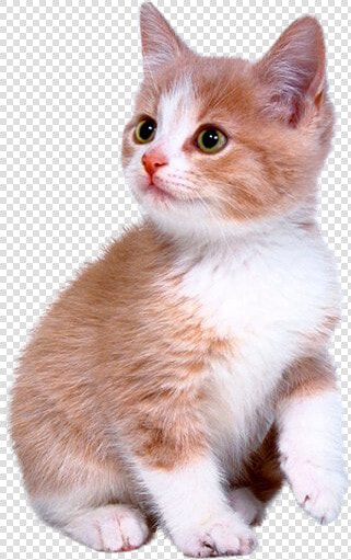 Cute Kitten Png Download   Cute Kitten Png  Transparent PngTransparent PNG