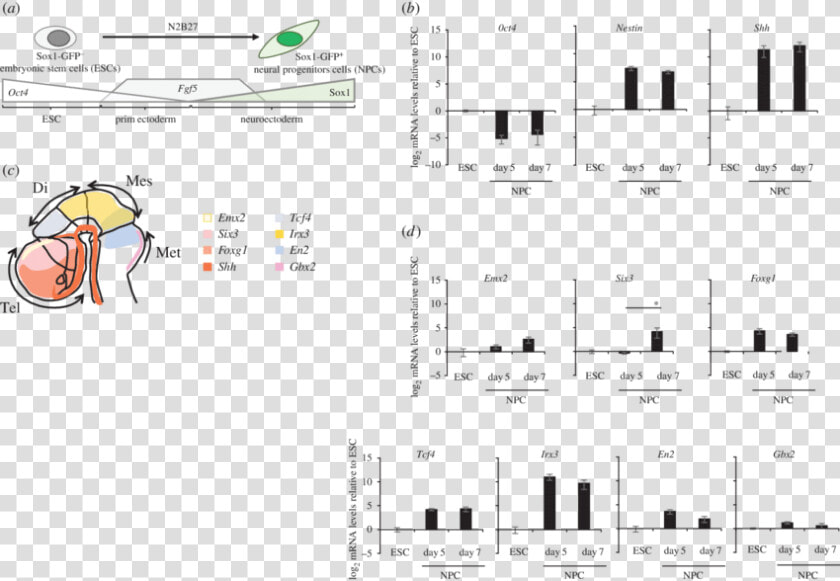 Sonic Hedgehog Gene Enhancers Sbe6  HD Png DownloadTransparent PNG