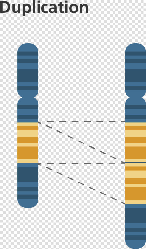 Chromosome Duplication   Png Download   Gene Duplication Genetics  Transparent PngTransparent PNG
