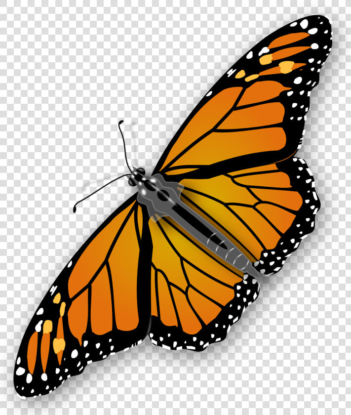 Monarch Butterfly Transparent Image   Monarch Butterfly Transparent Background  HD Png DownloadTransparent PNG
