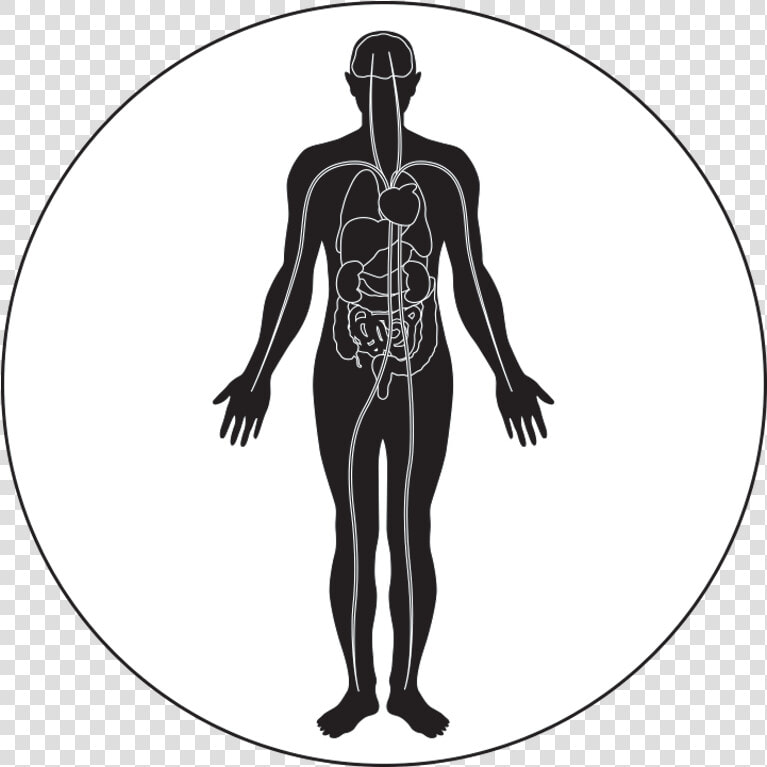 Muscle Icon Png   Exercise Enhances Immune System  Transparent PngTransparent PNG