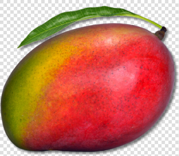 Mango Png Free Download   Png Download   Mango With Transparent Background  Png DownloadTransparent PNG