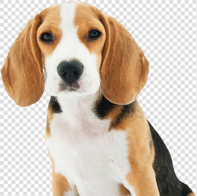 Dog   Small Dogs Breed  HD Png DownloadTransparent PNG