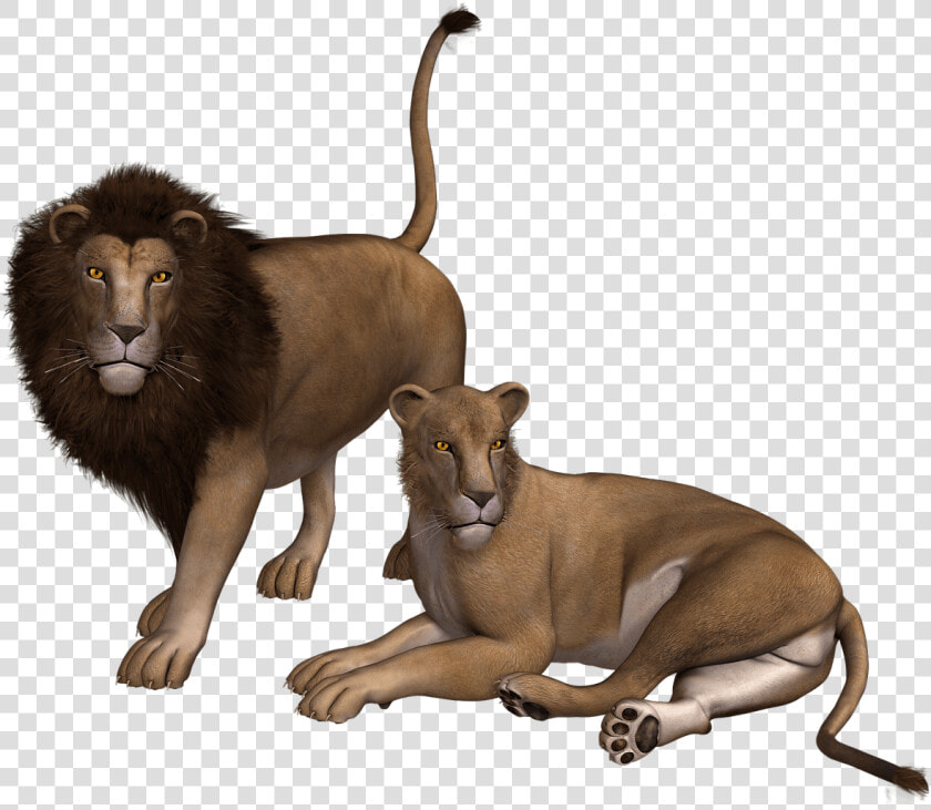 Lion Couple Clipart   Transparent Lion And Lioness Png  Png DownloadTransparent PNG