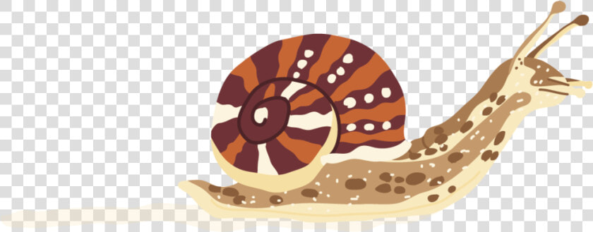 Snail   Chambered Nautilus  HD Png DownloadTransparent PNG