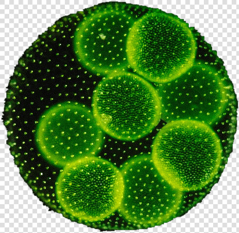 Transparent Algae Png  Png DownloadTransparent PNG