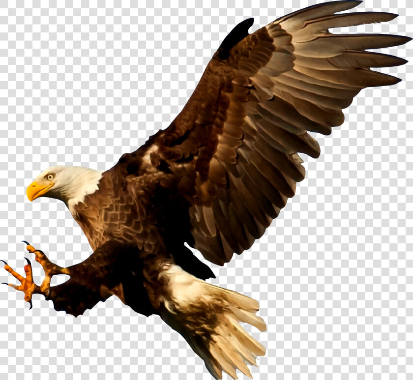 Bald Eagle Bird Silhouette   Bald Eagle Silhouette Png  Transparent PngTransparent PNG