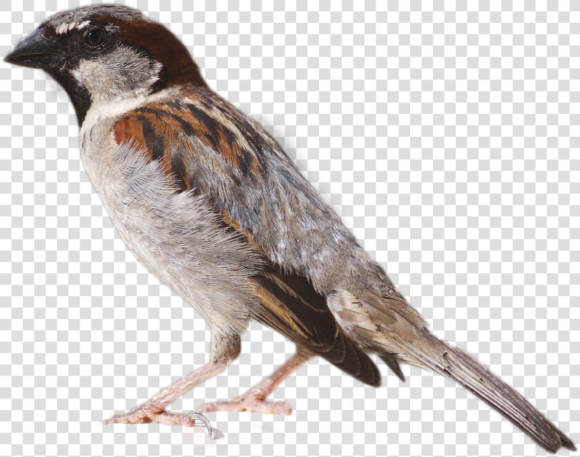 Sparrow Png Image   House Sparrow  Transparent PngTransparent PNG
