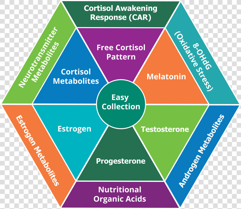 Oxidative Stress Test Australia  HD Png DownloadTransparent PNG