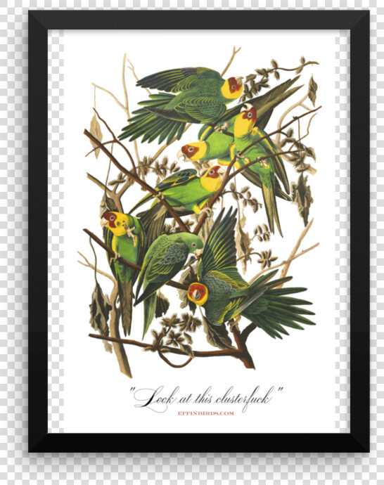 Look At This Clusterfuck Framed Srcset Data   John James Audubon Paintings  HD Png DownloadTransparent PNG