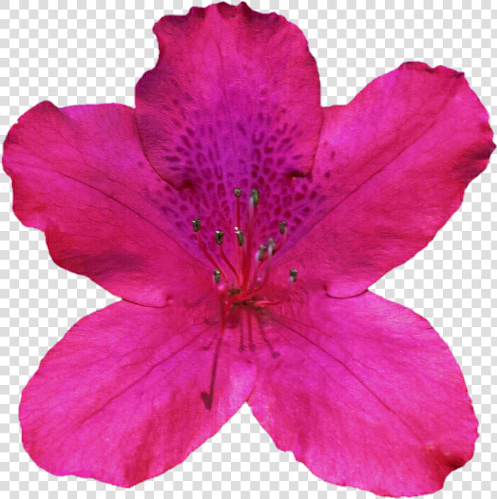 Free Cliparts Azaleas   Alstroemeriaceae  HD Png DownloadTransparent PNG