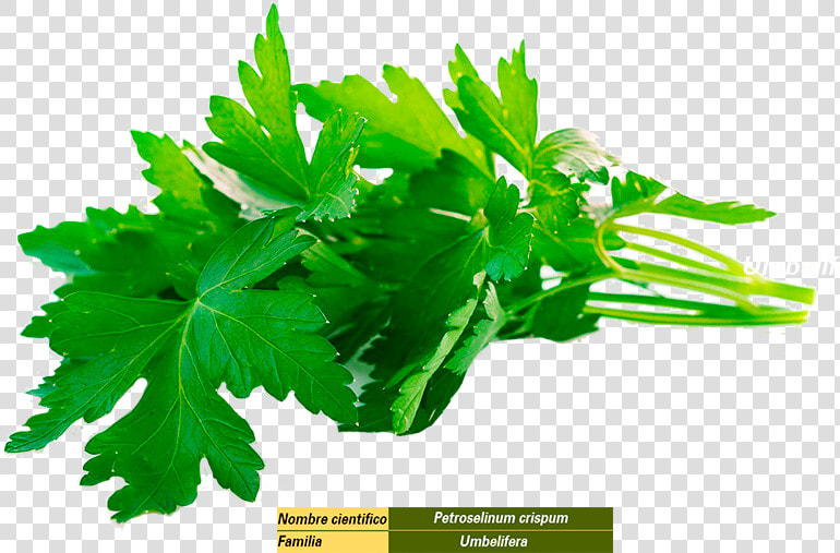 سبزی جعفری  HD Png DownloadTransparent PNG
