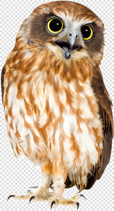 Barn Owl Png Hd   Owl  Transparent PngTransparent PNG