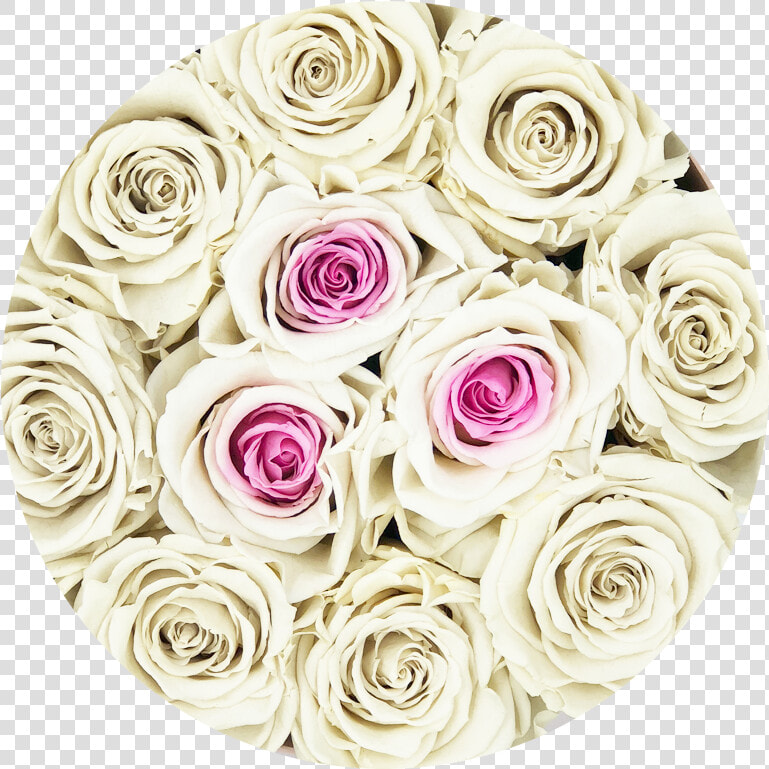 Rosas Blancas Png   Png Download  Transparent PngTransparent PNG
