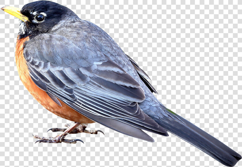 Merle Bird Png Image   Small Bird Flying Transparent  Png DownloadTransparent PNG
