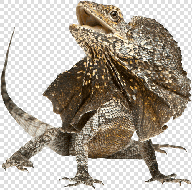 Frilled lizard   Frill Necked Lizard Png  Transparent PngTransparent PNG