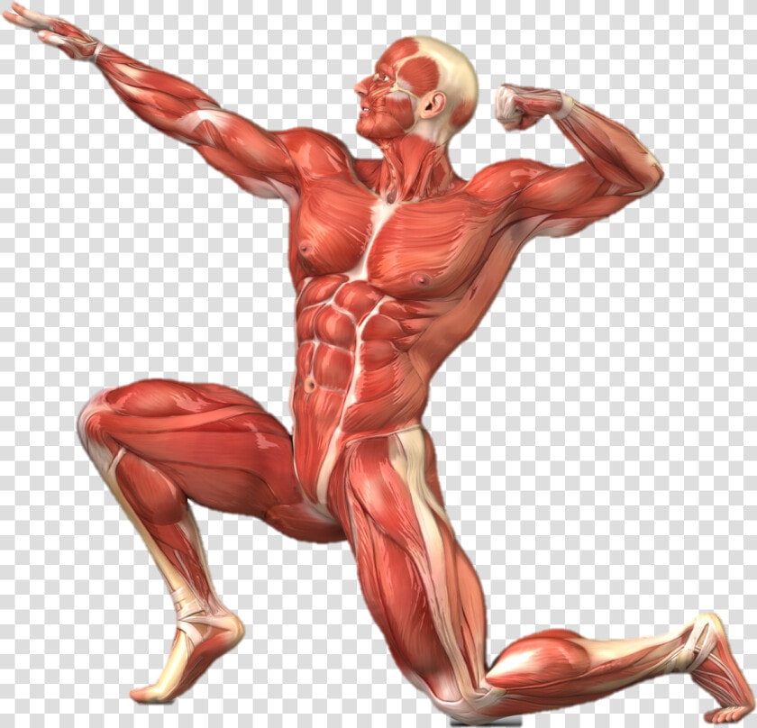 Muscle Clipart Muscular System   Muscular System No Labels  HD Png DownloadTransparent PNG