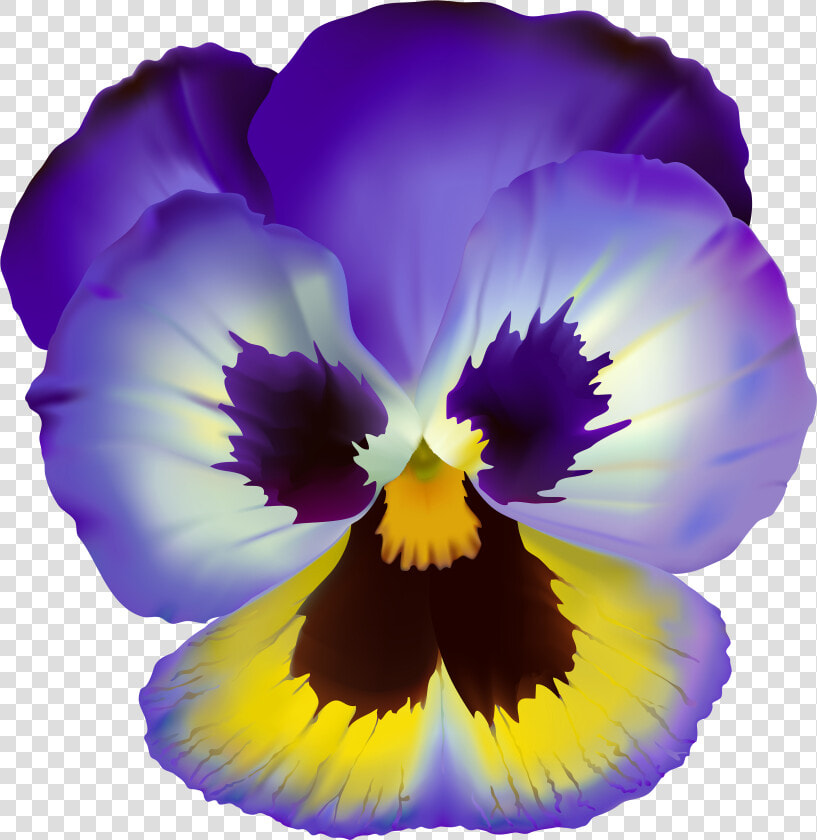 Pansy Drawing Viola Flower   Violet Flower Clip Art  HD Png DownloadTransparent PNG