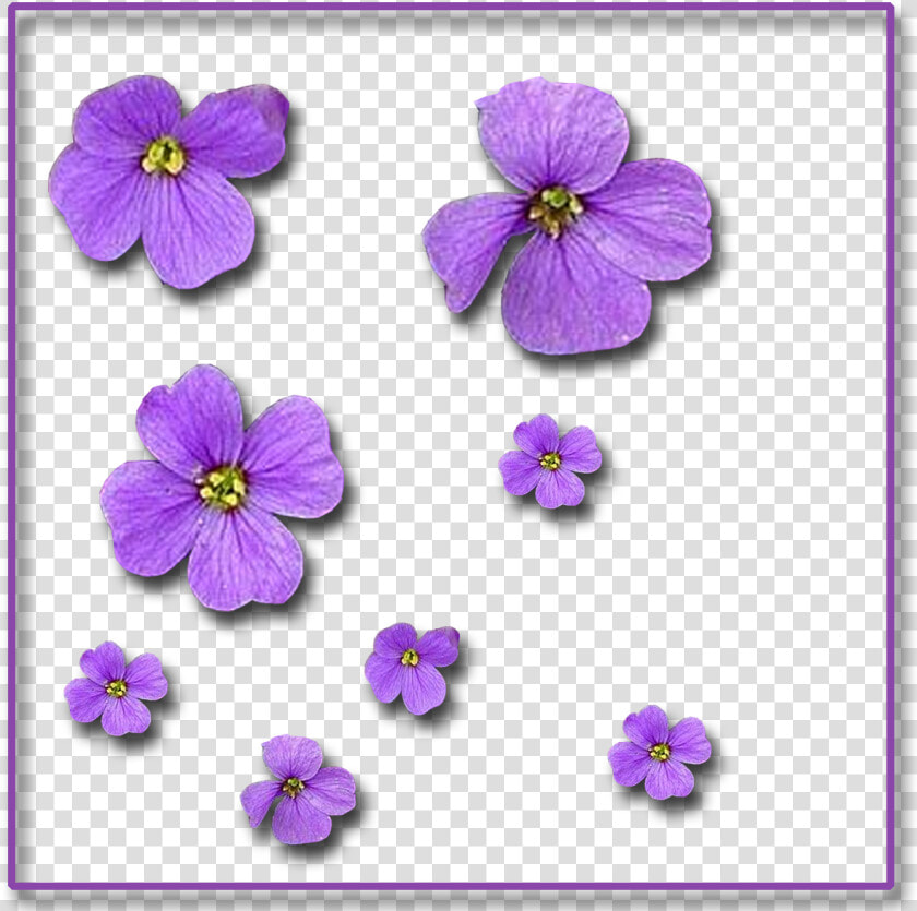 Single flowers 1 200×1 200 Pixels  HD Png DownloadTransparent PNG