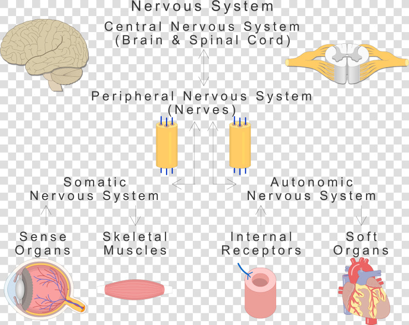 An Image Showing The Basic Types Of The Nervous System  HD Png DownloadTransparent PNG
