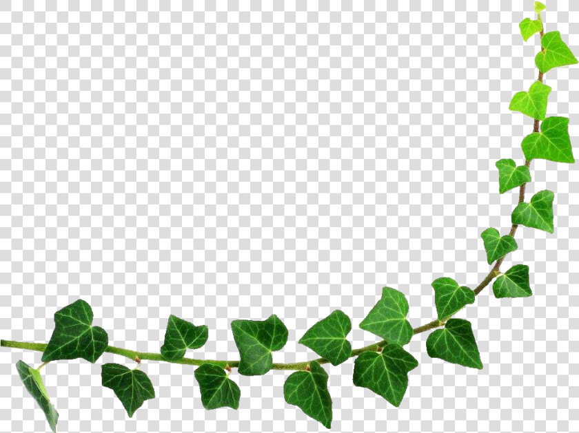 Decorative Leaf Png Background Image   Half Circle Border Png  Transparent PngTransparent PNG