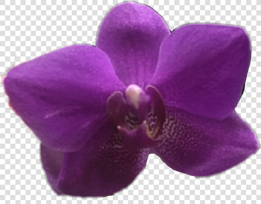  orchid  flower  purple  ftestickers  spring  april   Orquid Purple Png  Transparent PngTransparent PNG