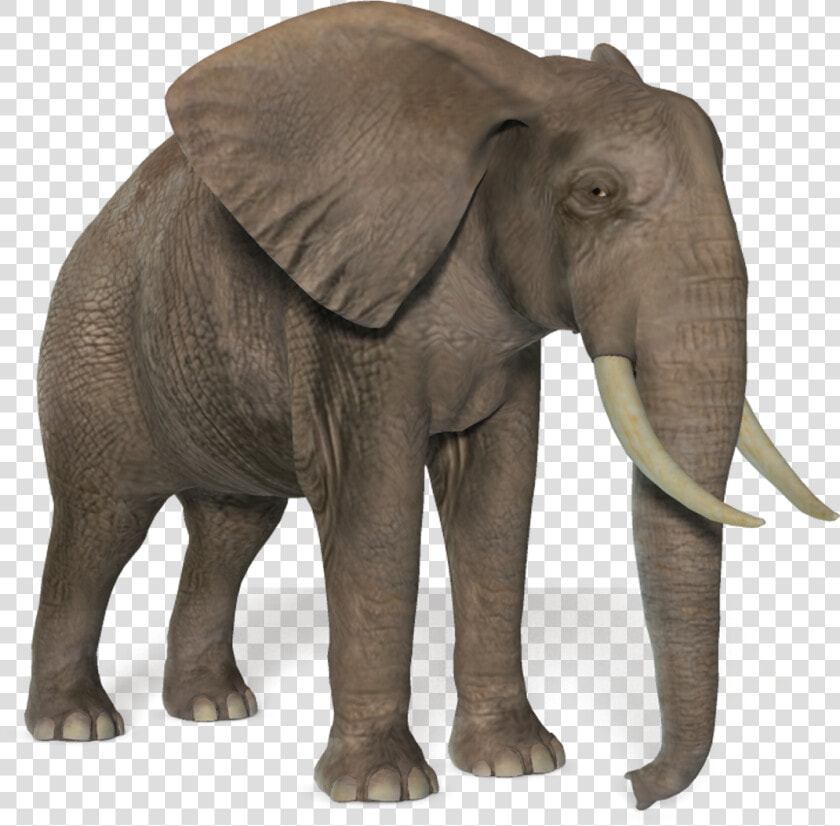 Transparent Elephant Png Images   African Forest Elephant Png  Png DownloadTransparent PNG