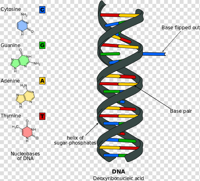 Nitrogen Base On Dna  HD Png DownloadTransparent PNG