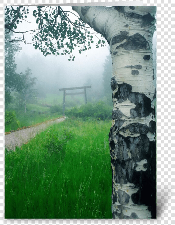 Aspen Gate Mist Greeting Card   Still Life  HD Png DownloadTransparent PNG