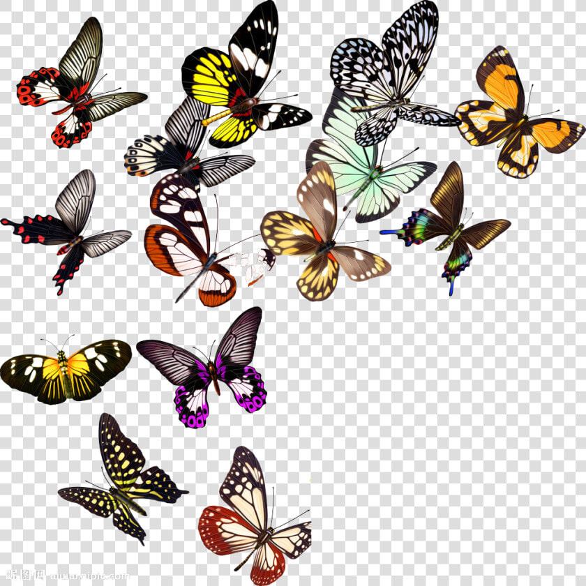 Butterfly Nymphalidae Clip Art  HD Png DownloadTransparent PNG