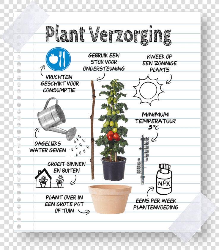 Keep Farmzy Tomato Plants   Flowerpot  HD Png DownloadTransparent PNG