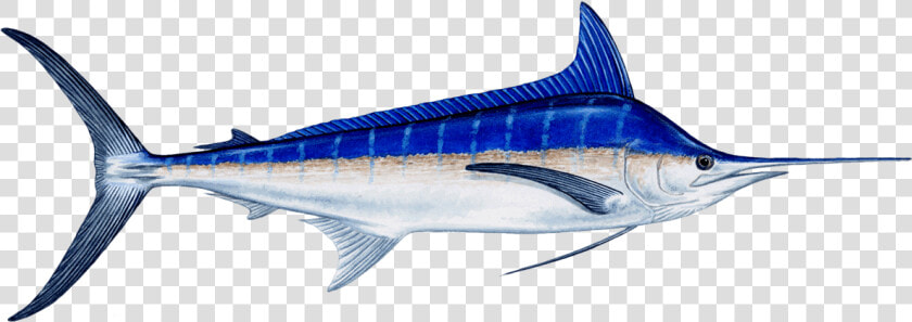 Fish Marlin   Png Download   Blue Marlin Fish Transparent  Png DownloadTransparent PNG