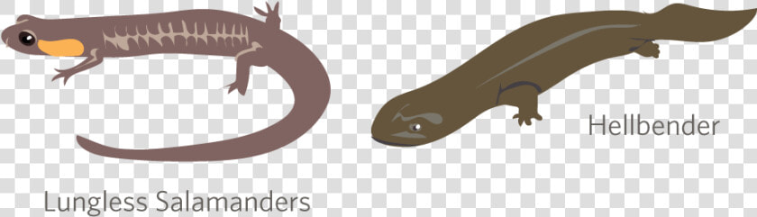 Amphibian Drawing Giant Salamander   Skink  HD Png DownloadTransparent PNG
