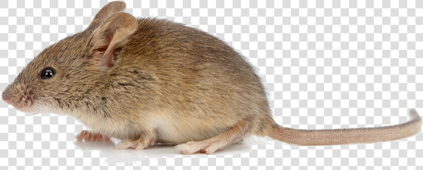 Jumping Footed Mice white Footed Rat   Animal Mouse Png  Transparent PngTransparent PNG