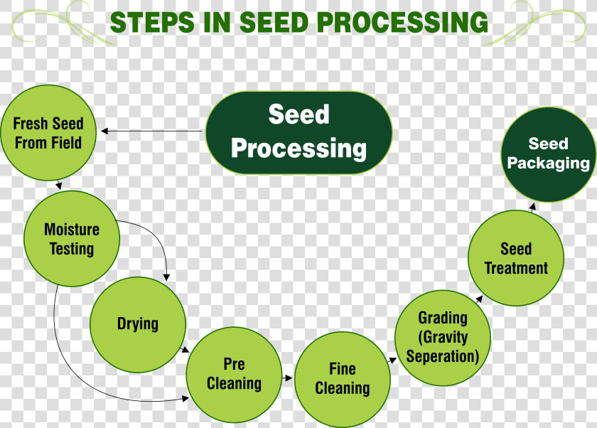 Steps In Seed Processing   Inside Of A Seed  HD Png DownloadTransparent PNG