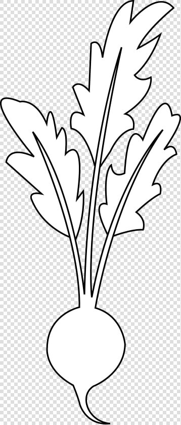 Transparent Beet Png   Beetroot Clipart Black And White Transparent  Png DownloadTransparent PNG