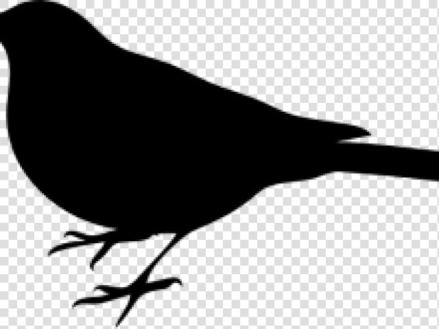 Mockingbird Clipart Texas Mockingbird  HD Png DownloadTransparent PNG