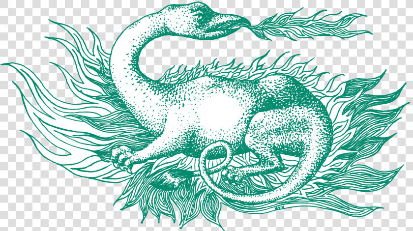 Salamander Png  Transparent PngTransparent PNG