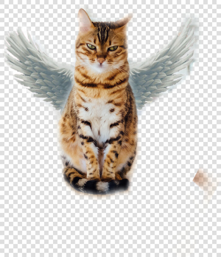  flying Cat   Cat Sitting On A Table  HD Png DownloadTransparent PNG