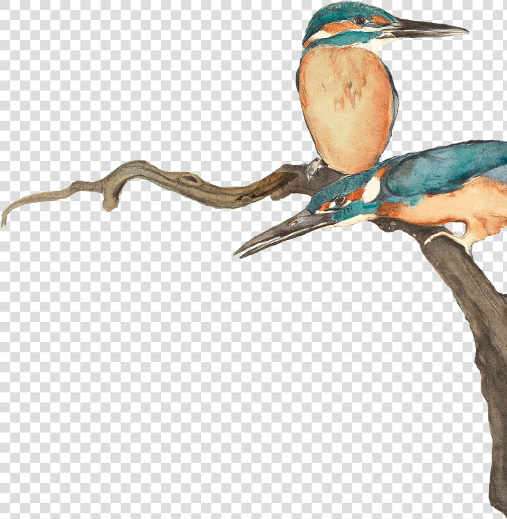 Coraciiformes  HD Png DownloadTransparent PNG
