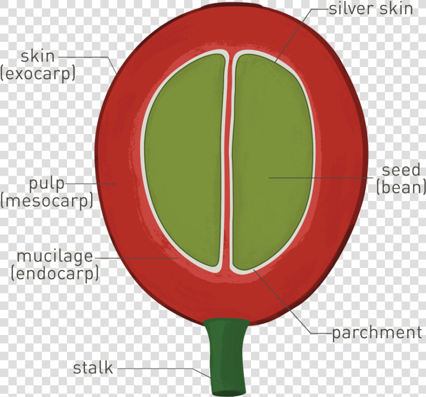 Parchment Png  Transparent PngTransparent PNG