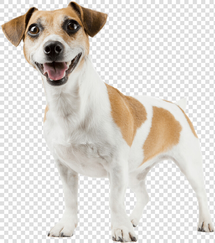 Jack Russell   Bark Collar For Small Dog  HD Png DownloadTransparent PNG