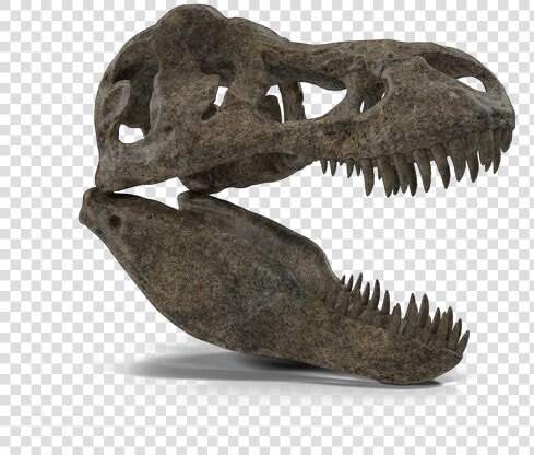 T Rex Png High Quality Image   Tyrannosaurus  Transparent PngTransparent PNG